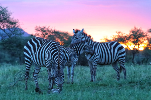 Serengeti National Park - Zebra’s in de tuin!
