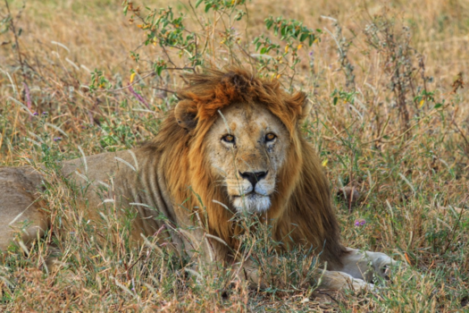 Serengeti National Park
