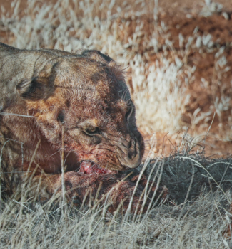 Kenia - etens tijd