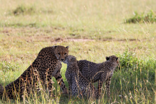 Kenia - vertedering