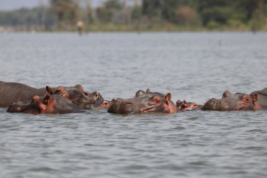 Kenia - moeder wat is het heet