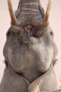 Namibië - Dinner time