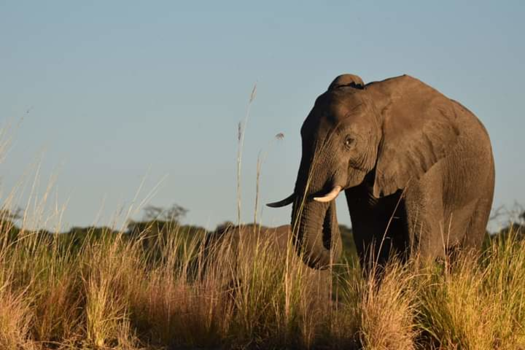 Botswana - Olifant in de ondergaande zon