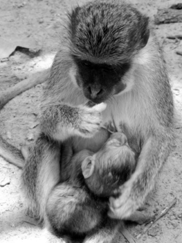 Gambia - A mommy feeding her baby