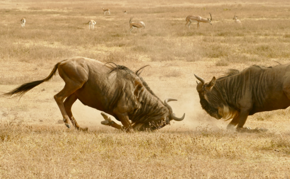Ngorongoro krater - Wildebeest being wild