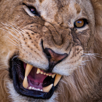 Masai Mara - Met verkeerde been uit bed...