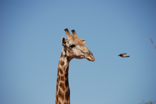 Namibië - I'm on my way