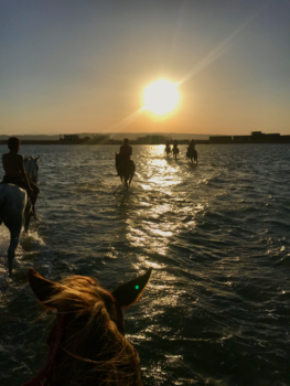Egypte - Met paarden op zee