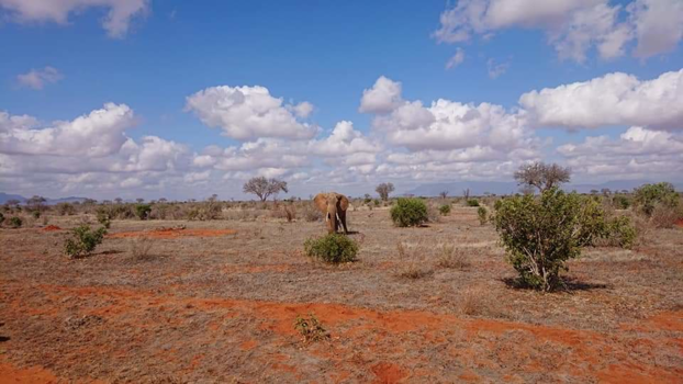Kenia - Tsavo east in de ochtend