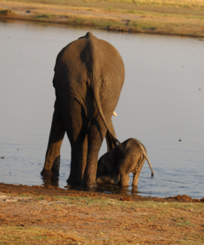 Chobe National Park - Little Dumbo