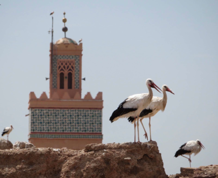 Marrakesh - Ooievaars bij het El-Badipaleis