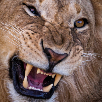 Masai Mara - Lion Masai Mara