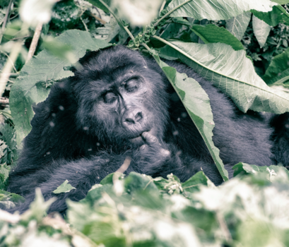 Oeganda - Wilde gorilla in de hooglanden van Oeganda. Even lekker snoepen van de vliegjes.