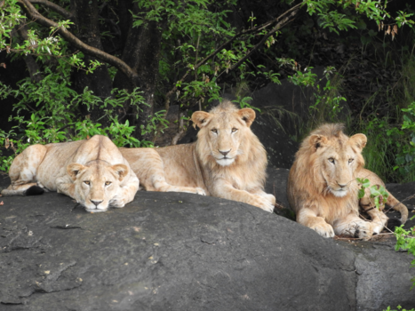 Oeganda - Alleen samen met de leeuwen