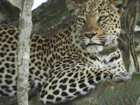 Oeganda - Luipaard in de cactusboom