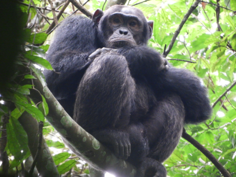 Oeganda - Chimpansee in de jungle