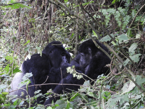 Oeganda - Gorilla family