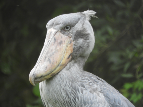 Oeganda - Shoebill