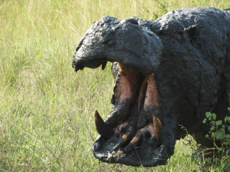 Oeganda - Agressief nijlpaard