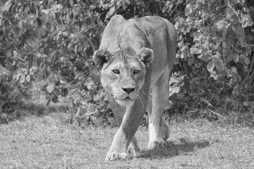 Serengeti National Park - Focus, believe and achieve