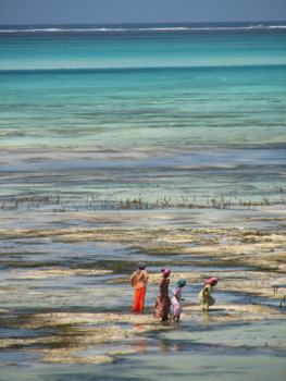 Stranden van Zanzibar - Op zoek naar.......