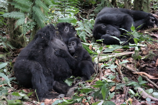 Bwindi Impenetrable National Park - even uitrusten