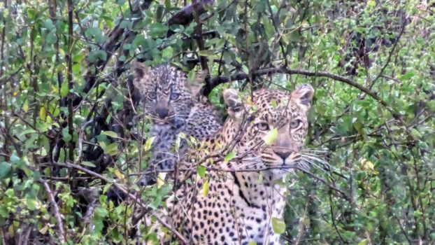 Serengeti National Park - Leopard cub and mother