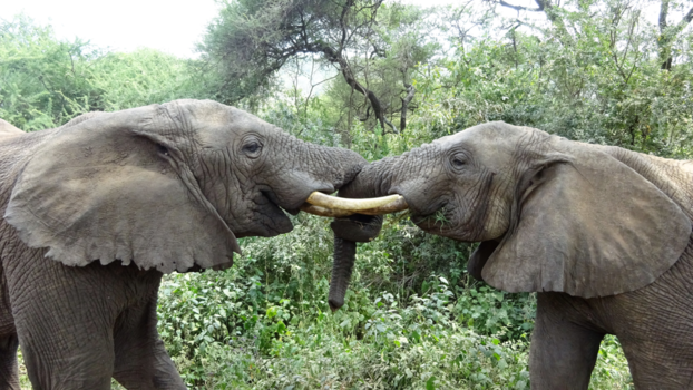 Serengeti National Park - Friendship