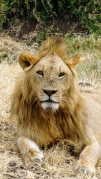 Serengeti National Park - The Boss