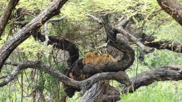 Serengeti National Park - Tree Lions