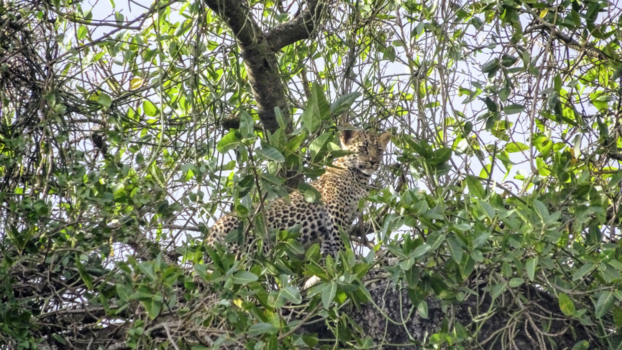 Serengeti National Park - Little Cub