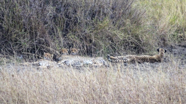 Serengeti National Park - Triplets