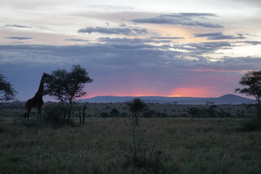 Tanzania - Zons ondergang op de Serengeti