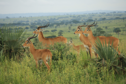 Oeganda - Uganda Kob