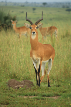 Oeganda - Uganda Kob op de uitkijk