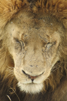 Tanzania - The Lion sleeps tonight