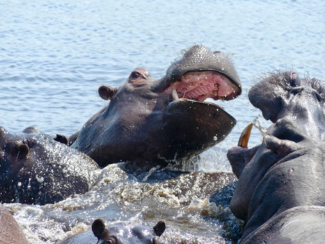 Botswana - Hippo’s