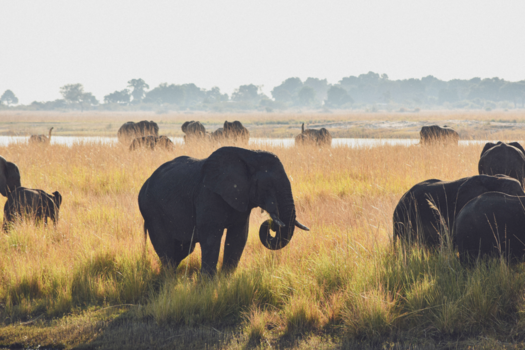 Chobe National Park - Olifanten langs rivier de Chobe