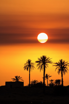 Djerba - Orange Palm-tree