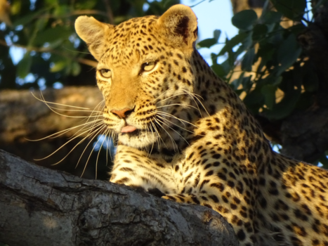 Okavango Delta - Relaxen in de boom na een lekker maaltje