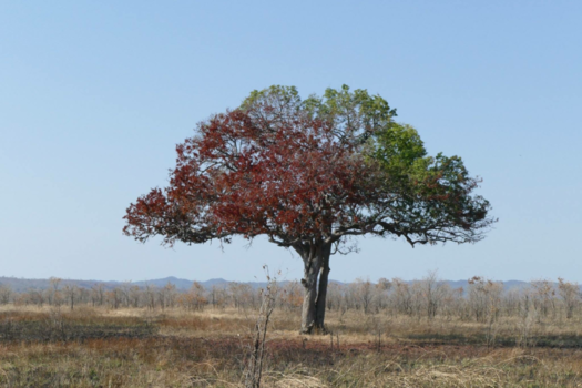 Tanzania - Colorful tree