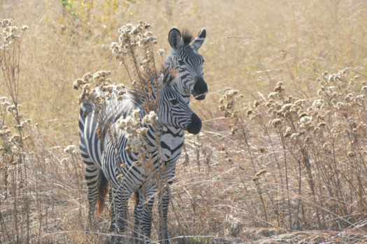Tanzania - Zebra’s