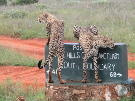 Rondreis Kenia - Bezoek bij  de Lodge