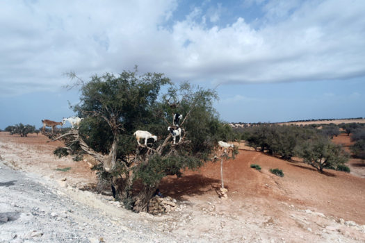 Marokko - Goat Tree Marokko