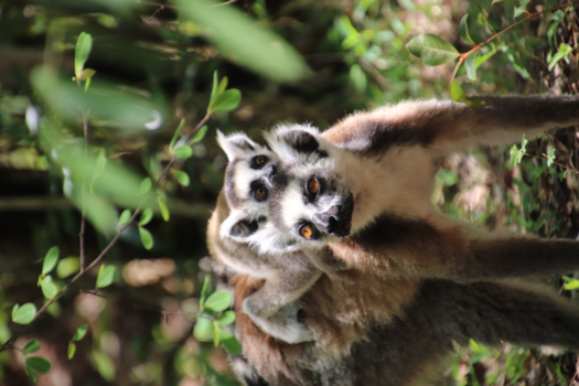 Madagaskar - Ringstaartmaki