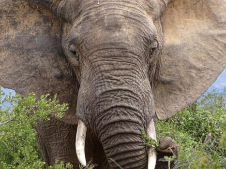 Krugerpark - Oog om oog, tand om tand