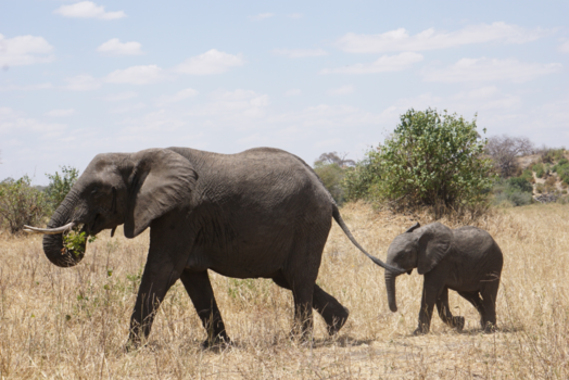 Tarangire National Park - De baby olifant verliest haar moeder niet uit het oog.