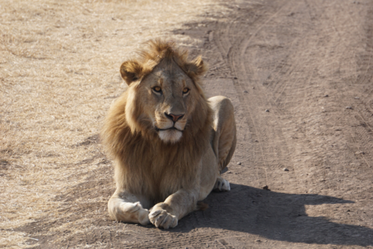 Ngorongoro krater - De leeuw, Koning van de dieren! 🦁