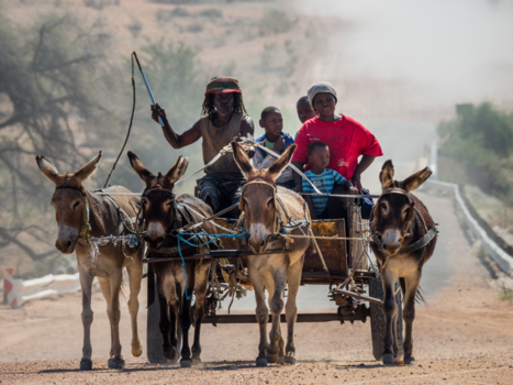 Namibië - Ezel transport