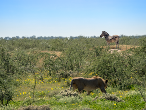 Namibië - De jacht